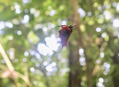 Gasteracantha signifera