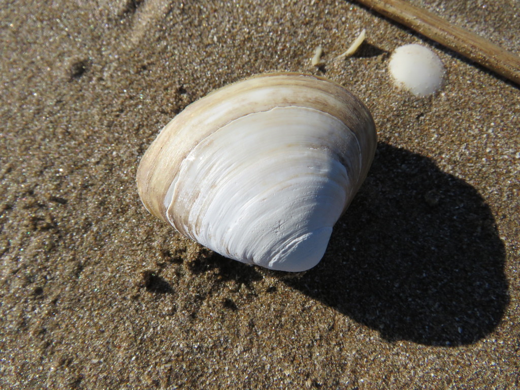 Spisula isabelleana