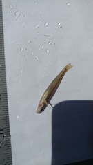 Percina phoxocephala