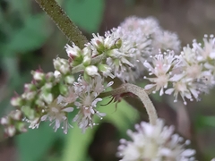 Astilbe longicarpa