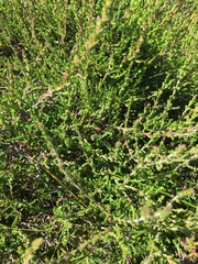 Calluna vulgaris