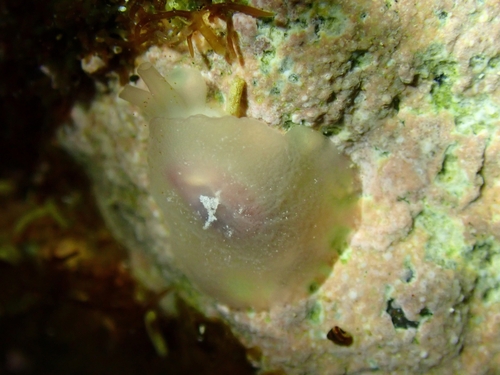 Pleurehdera stellata