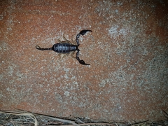 Euscorpius flavicaudis