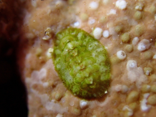 Lepidochitona canariensis