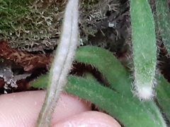 Pyrrosia linearifolia