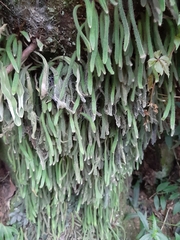 Pyrrosia linearifolia