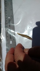 Percina phoxocephala