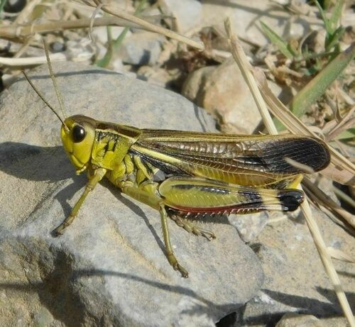 Large Banded Grasshopper
