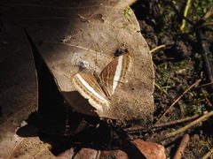 Cyrestis acilia