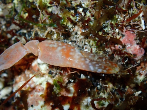 Alpheus sulcatus observed 2024-09-21