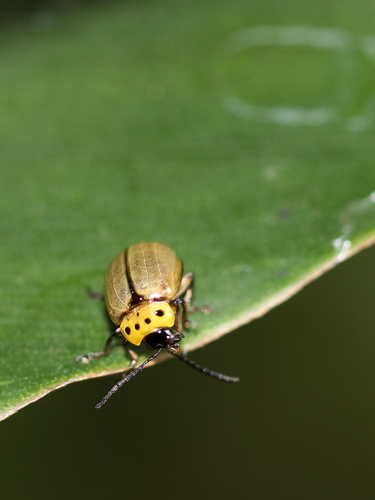 Morphosphaera sumatrana, 2009-06-17