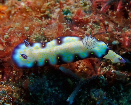 Imperial Nudibranch