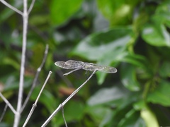 Agrionoptera longitudinalis