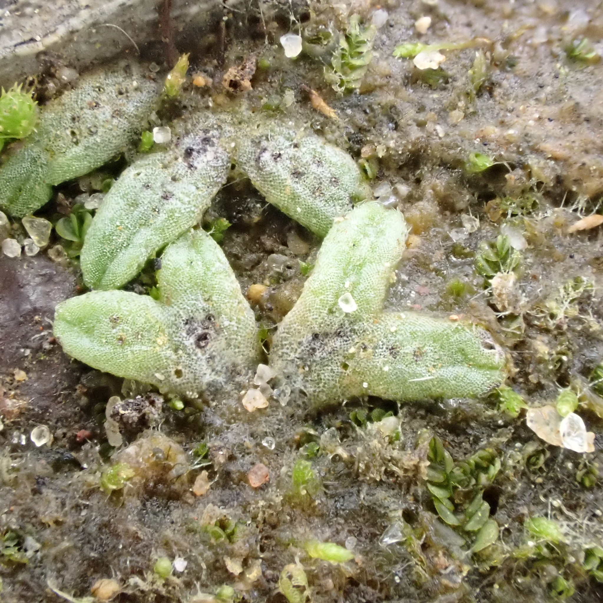 Riccia asprella