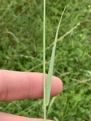 Lolium perenne perenne