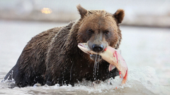 Ursus arctos beringianus