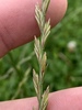 Perennial Rye Grass - Photo (c) Dwayne Estes, some rights reserved (CC BY-NC), uploaded by Dwayne Estes