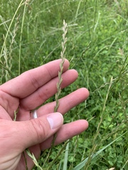 Lolium perenne perenne