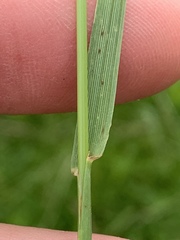 Lolium perenne perenne
