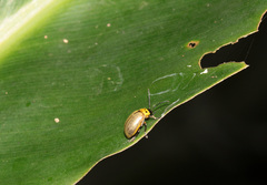 Morphosphaera sumatrana