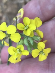 Erysimum maremmanum