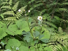 Eriocapitella vitifolia