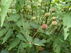 Eriocapitella vitifolia