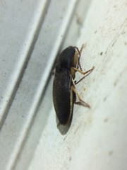 Heteroderes amplicollis