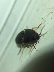 Heteroderes amplicollis