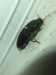 Heteroderes amplicollis