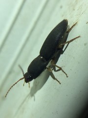 Heteroderes amplicollis