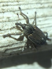 Notiodes aeratus