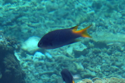 Yellowtail demoiselle (Neopomacentrus azysron) — Pomacentridae — 2
