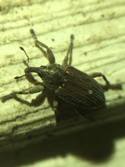Notiodes aeratus