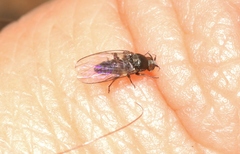 Austrosimulium