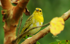Sicalis flaveola