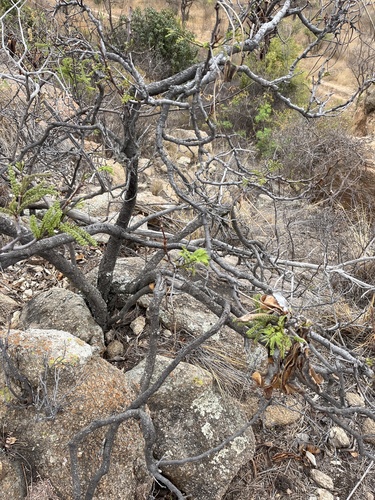 Image of Entada burkei by no rights reserved