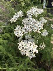 Achillea millefolium