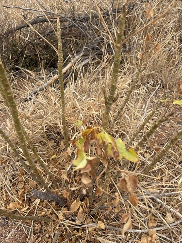 Steganotaenia araliacea, photograph 5