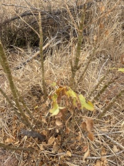 Steganotaenia araliacea, photograph author not stated, no rights reserved