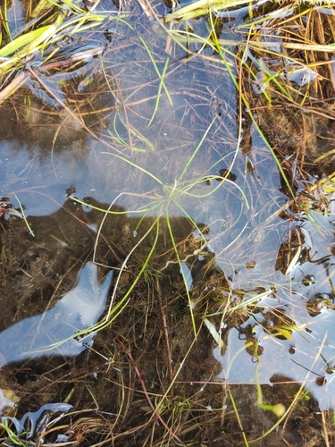 French Quillwort (Isoetes tenuissima)
