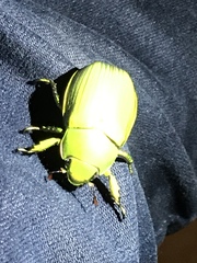 Chrysina psittacina