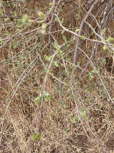 Image of Tapinanthus quequensis by no rights reserved