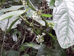 Begonia longifolia