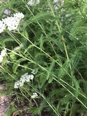Achillea millefolium