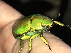 Chrysina psittacina