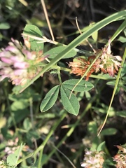 Trifolium hybridum