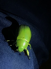 Chrysina psittacina