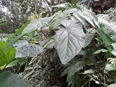 Begonia longifolia