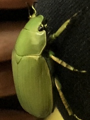Chrysina psittacina